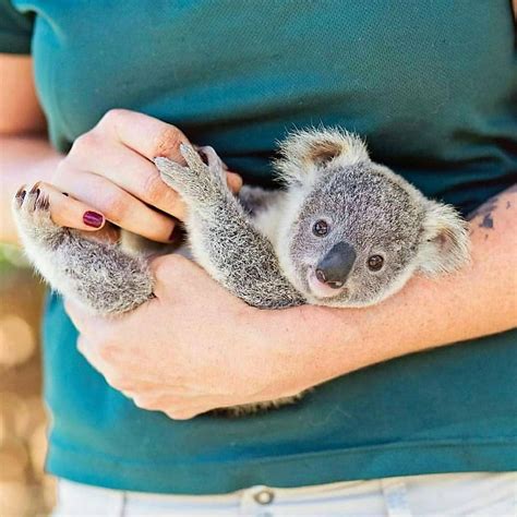 🤔does First Pic Are Real Tag Someone🙆‍♀️ Who Love Koalas Followus 👉