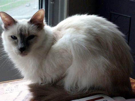 Balinese Cat Siamese Cats Cats And Kittens Cool Cats Cat Breeds