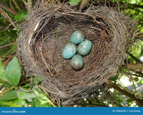 Common Blackbird Turdus Merula Nest With 4 Eggs Stock Image Image