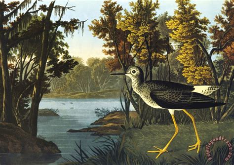 John James Audubon Yellow Shank Painting Yellow Shank Print For Sale