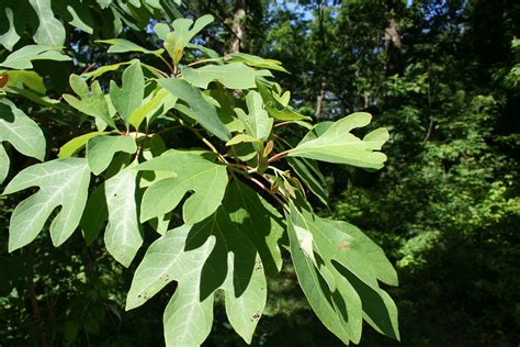 Identifying The Trees In Your Woods Offered On June 14 At The Vinton