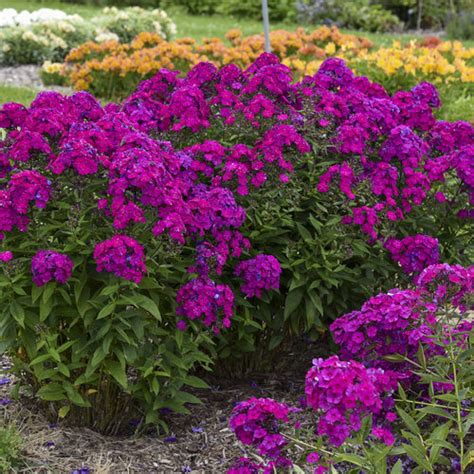 Luminary® Ultraviolet Tall Garden Phlox Phlox Paniculata Proven