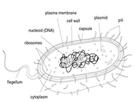 Draw A Diagram Of A Prokaryotic Cell And Label At Least Four Parts In It