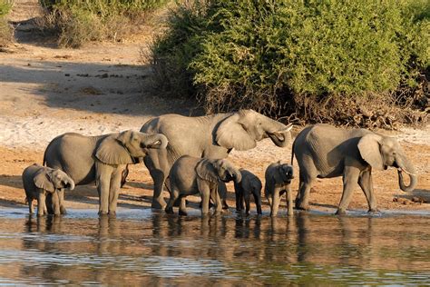 Five Reasons Why You Have To Visit The Chobe National Park Discover