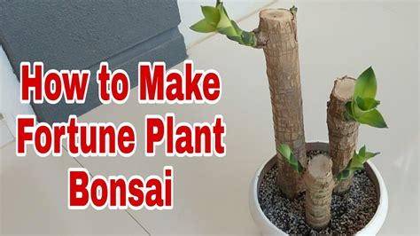 How To Grow Fortune Plant How To Propagate Fortune Plant Indoor