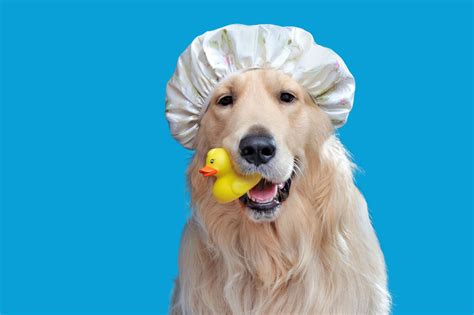 How To Keep Your Dog Fresh And Clean This Summer Sarasota Magazine