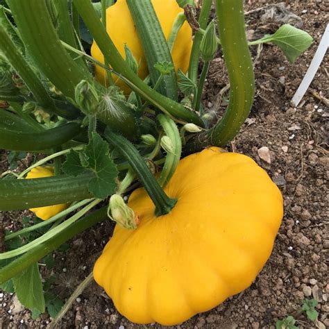 5 Yellow Bush Scallop Summer Squash Heirloom Seeds V1015 Etsy