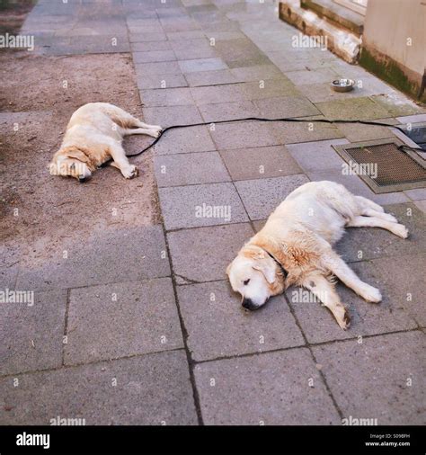 Tired Dogs Stock Photo Alamy