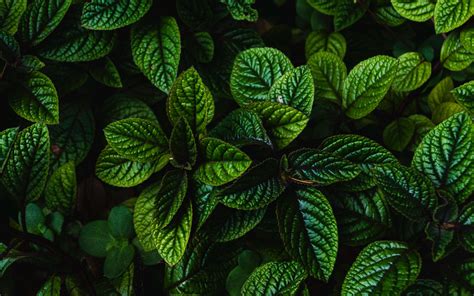 Download Wallpaper 3840x2400 Leaves Green Bushes Carved Dark Plant