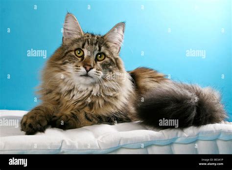 Norwegian Forest Cat Hi Res Stock Photography And Images Alamy