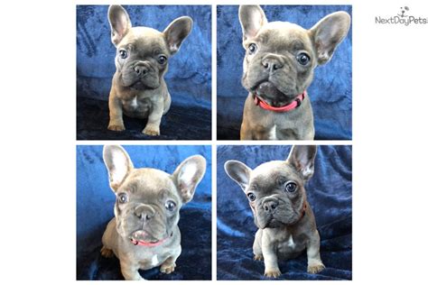 French bulldog puppies available in houston texas area. Pink: French Bulldog puppy for sale near San Antonio ...