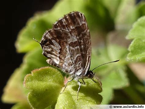 Brun Du Pélargonium Lycène Des Géraniums Cacyreus Marshalli