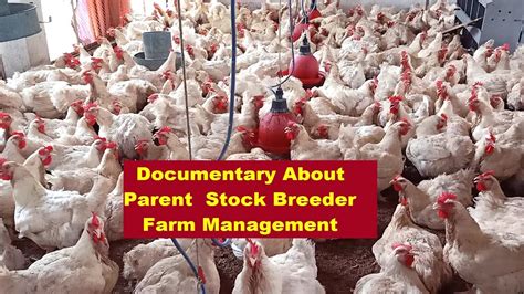 Everything About Broiler Parent Stock Breeder Farm Management System