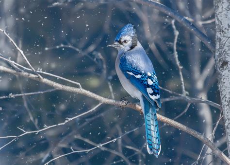 Blue Jay Bird 4k Hd Birds 4k Wallpapers Images