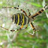 Pictures of Wasp Spider