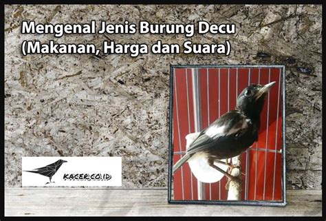 Pancingan untuk burung decu wulung (kacer mini) yang macet atau malas bunyi. Burung Decu Wulung Betina - Mengenal Karakter Dan Cara ...