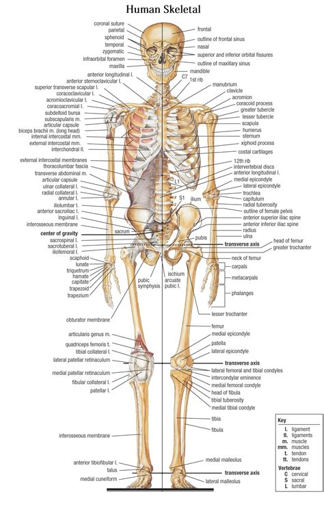 Anatomy of the human body. Bones in the Human Body - human body bones name