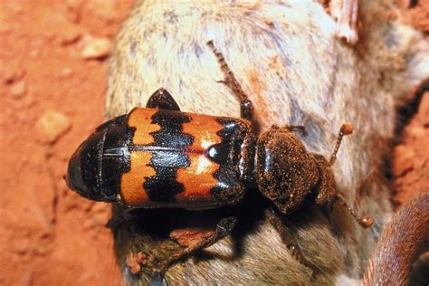 The Variety Of Deciduous Forest Animals Is Truly Mind Boggling