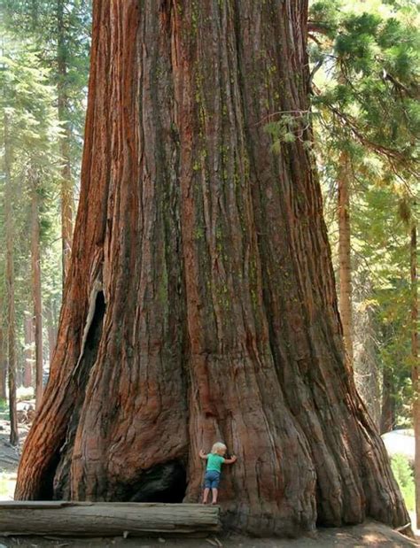 Arbol De Sequoia Byplacestosee Troncos De árboles Naturaleza