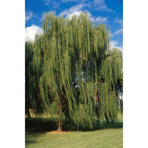 shop 8 75 gallon pink weeping pussy willow tree feature shrub lw01654 at