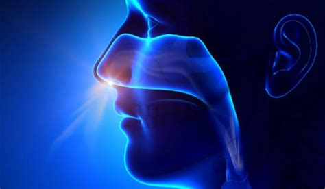Why Breathe Through The Nose Himalayan Institute Online