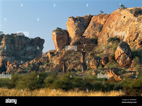The Mapungubwe Hill Where The Golden Rhino Was Found Mapungubwe Stock