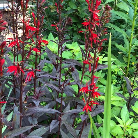 Lobelia Cardinalis Black Truffle