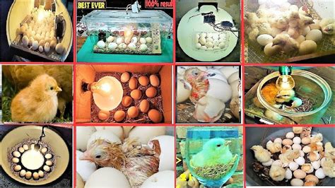 Top 20 Homemade Egg Incubators 20 Ideas To Hatch Eggs At Home 20 Amazing Homemade