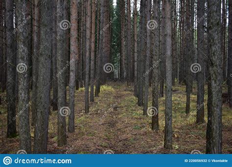 Slender High Alleys Of Pine Trees Green Grass And Moss Coniferous