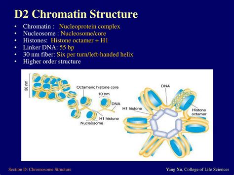 Ppt Section D Prokaryotic And Eukaryotic Chromosome SexiezPix Web Porn