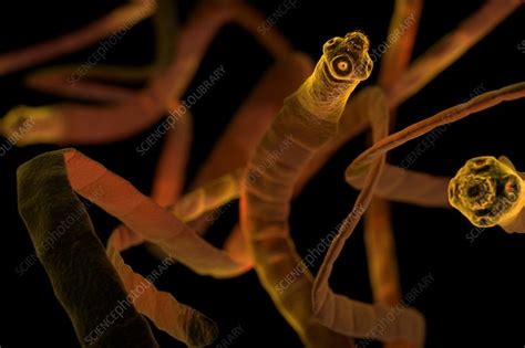 Tapeworms Cestoda Artwork Stock Image C0201986 Science Photo