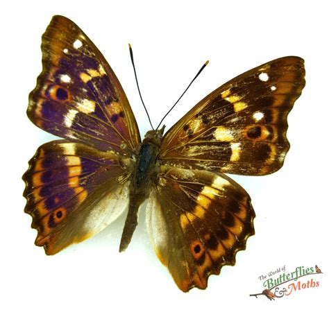 Apatura Ilia Lesser Purple Emperor World Of Butterflies And Moths