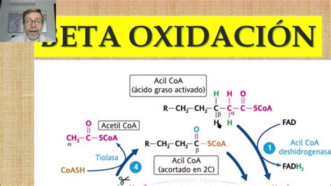 Beta Oxidación Y Balance Energético Del Catabolismo De Lípidos V62