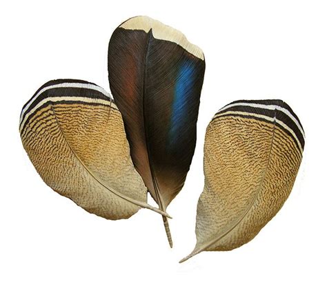 Wood Duck Feathers Illustration Inspiration Pinterest Triptych