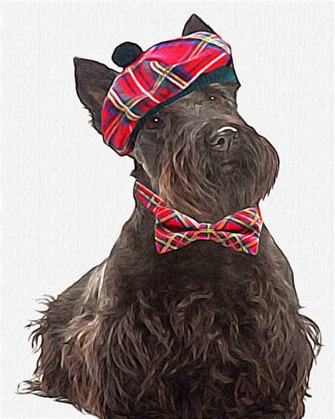 Scottish Terrier All Dressed Up And Ready To By Animalartincognito