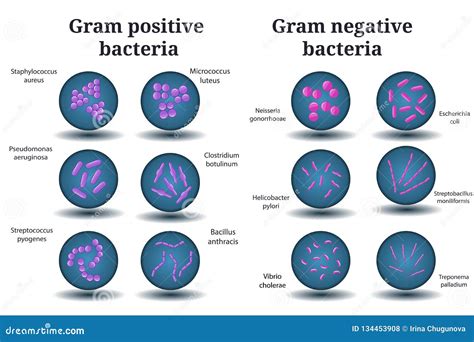 Bacterias Grampositivas Y Gramnegativas Coco Bacilo Bacterias