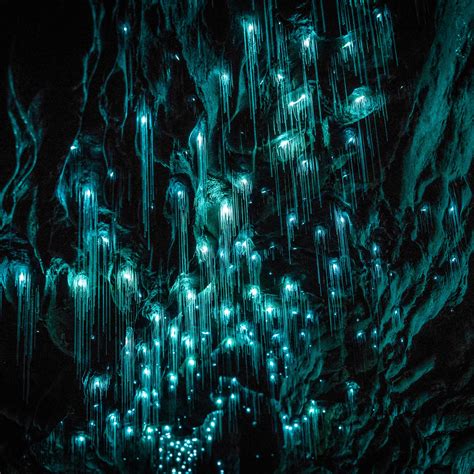 My first experience with the glowworms will actually dim their glow in the presence of light, and there is a risk of injuring them. Exploring New Zealand's Incredible Waitomo Glowworm Caves ...