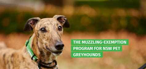 They are very adaptable upon adoption, and fit very well into all walks of life. Greenhounds - NSW Greyhounds Going Green