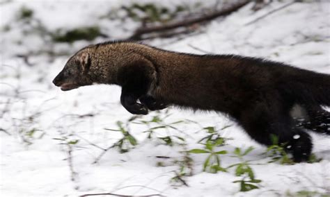 Rare Weasel Species Makes A Comeback In Washington State