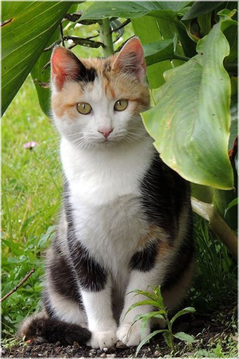 Pretty Calico Cat Sitting In The Shade Description From