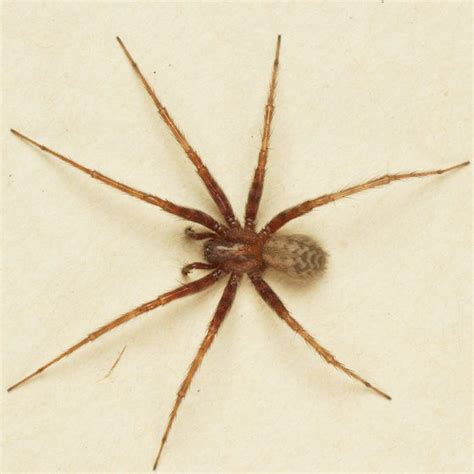 Common House Spiders In Oklahoma Wolf Spider