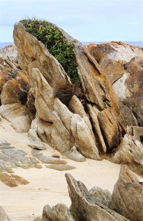 Sandstone By The Beach With Plants Stock Image Image Of Sandstones