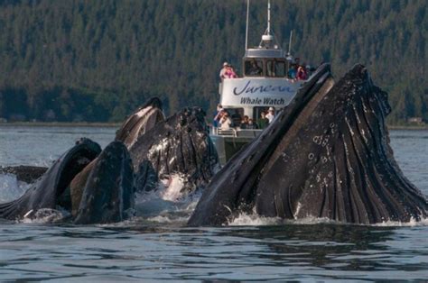 Whale Watching And Mendenhall Glacier Book Alaska Excursions