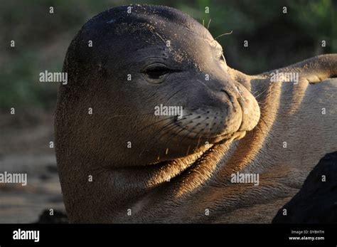Hawaiian Monk Seal Neomonachus Schauinslandi Endemic And Critically