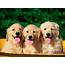 Wallpapers And Pictures Of Cute Puppies  Nice Animals 3D