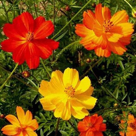 Cosmos Orange And Yellow Mix Color Flower Seeds — Plantsmarket