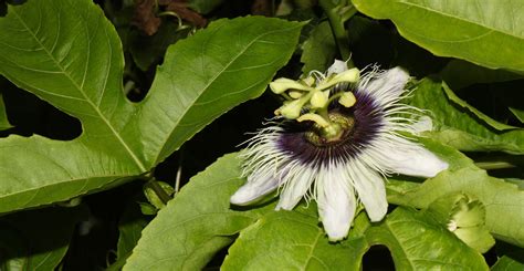 Passion Vines Of Seq Land For Wildlife