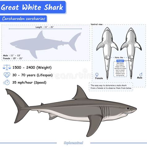 Great White Sharks Infographic Stock Vector Illustration Of Tertiary