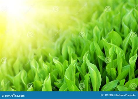 Fresh Spring Green Grass In Sunlight Stock Photo Image Of Garden
