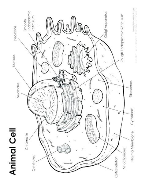 Animal Cell Coloring Page 30 Animal Cell Coloring Page Coloring